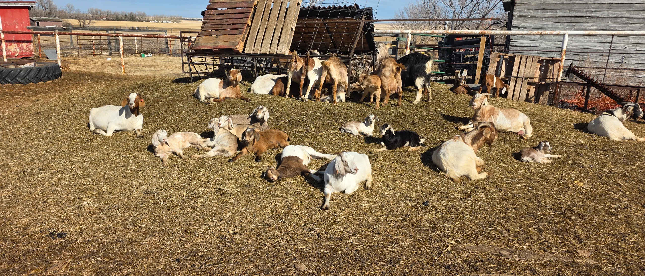 Goat Farm Acreage Listing. Lovely 5 Bedroom Home On 5 Acres thumbnail 33