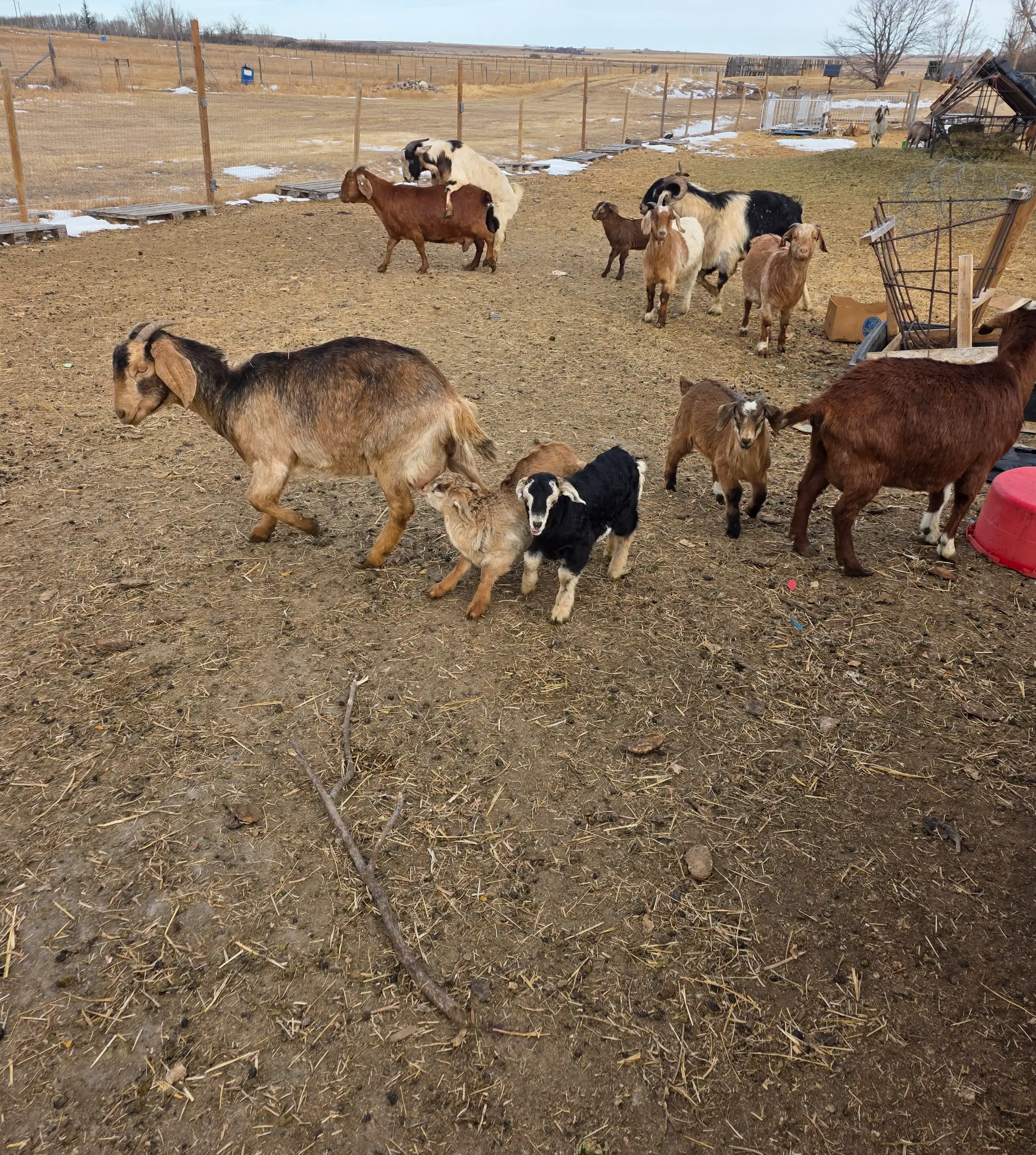 Goat Farm Acreage Listing. Lovely 5 Bedroom Home On 5 Acres thumbnail 37