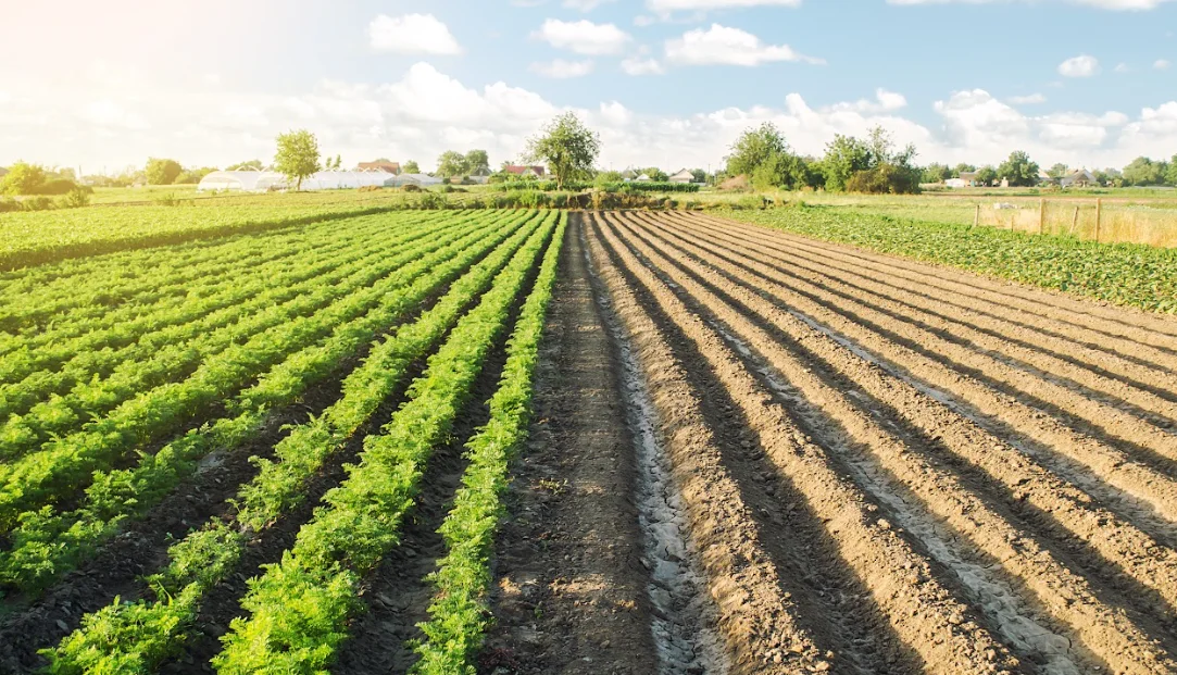 25 Acres Arable Farm Land Ijebu-Igbo