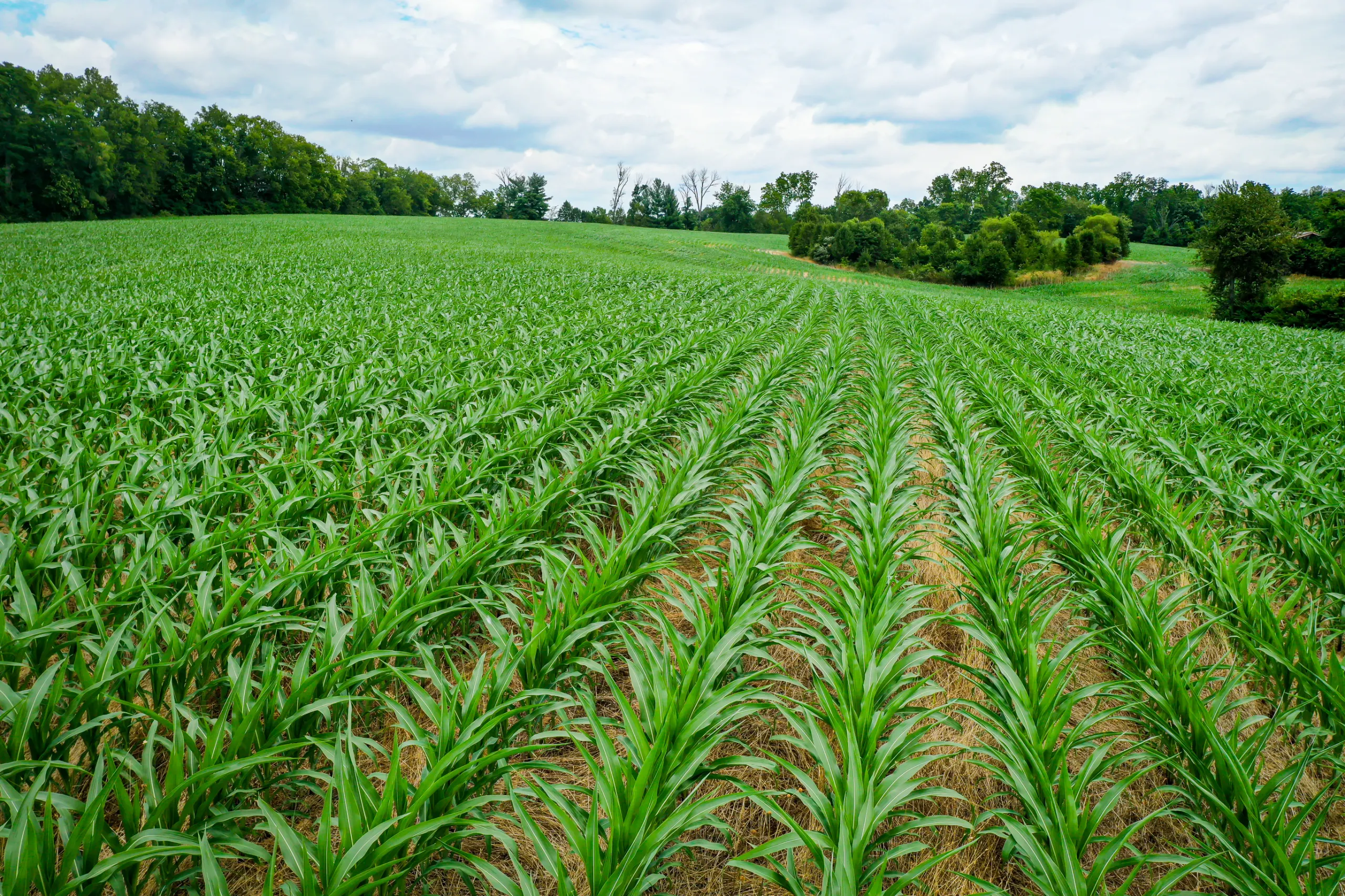 25 Acres Arable Farm Land Ijebu-Igbo